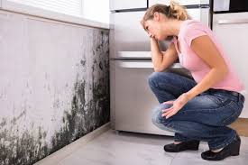 Trusted Amelia, OH Mold Remediation Experts